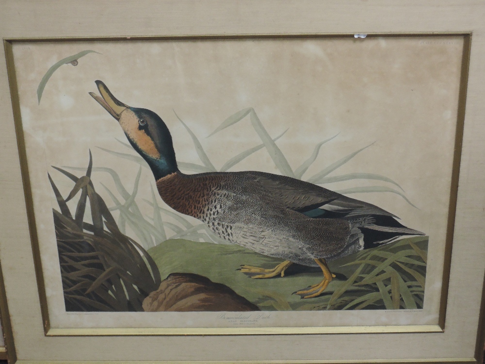 Three prints, after Audubon, bird studies, 45 x 59cm, 39 x 53cm, and 48 x 65cm, each plus frame