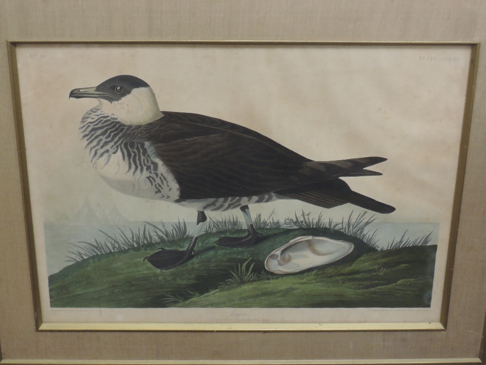 Three prints, after Audubon, bird studies, 45 x 59cm, 39 x 53cm, and 48 x 65cm, each plus frame - Image 6 of 9