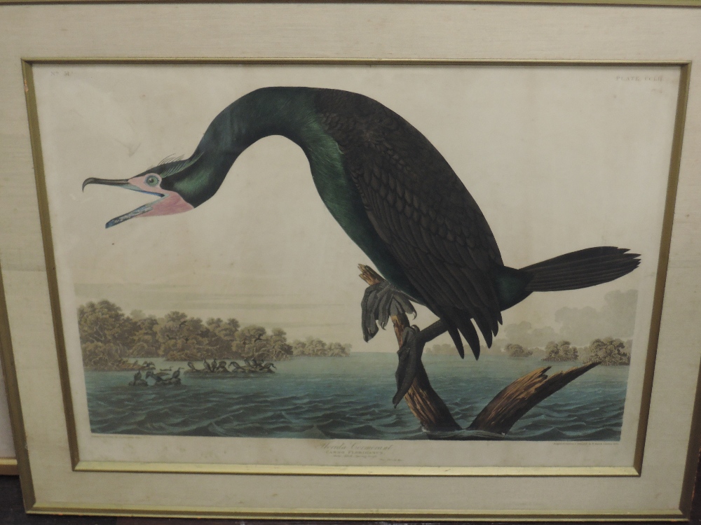 Three prints, after Audubon, bird studies, 45 x 59cm, 39 x 53cm, and 48 x 65cm, each plus frame - Image 9 of 9