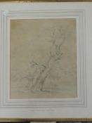 A pencil sketch, attributed to Henry Harris Lines, tree study, 31 x 26cm, plus frame and glazed
