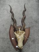 A late Victorian taxidermy study of a Kudu or similar African antelope