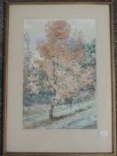 Tom Simpson, (19th/20th British), two watercolours, tree study, signed, 37 x 24, mounted framed