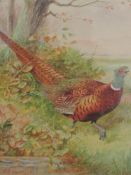 F G Passmore (1875-1884), a watercolour, pheasant, signed, 14 x 12cm, mounted framed and glazed,