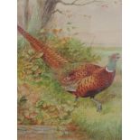 F G Passmore (1875-1884), a watercolour, pheasant, signed, 14 x 12cm, mounted framed and glazed,