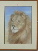Jane McGloine, (contemporary), Lion study, signed bottom right, 45 x 32cm, mounted framed and