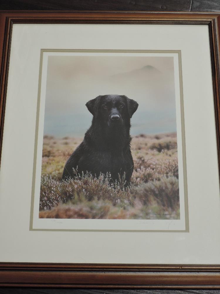 Steven Townsend, (contemporary), a Ltd Ed print, labrador dog, signed...