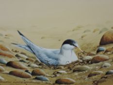 Ralph Waterhouse, (1993), a watercolour, Little Tern, signed, 11 x 16cm, velour mounted framed and
