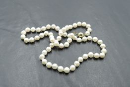 A string of cultured pearls of even form having 9ct gold ball and tongue clasp, approx 19'
