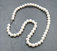 A string of cultured pearls of baroque form having a silver dog leash clasp, approx 16'