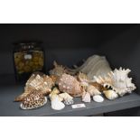 A selection of natural history sea shells and marine items