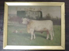 J C, (19th/20th century), an oil painting, Shorthorn bull, initialled and dated 1903, 34 x 44cm,