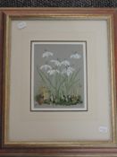 Isobel Watson, (contemporary), snowdrops, signed, 19 x 14cm, mounted framed and glazed, 45 x 38cm