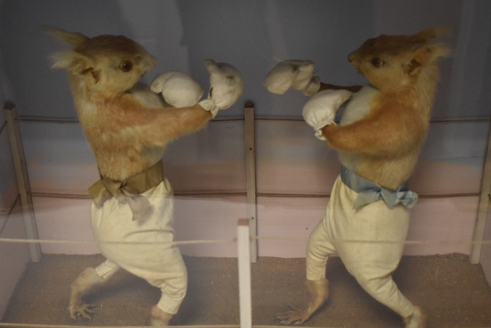 A mid Victorian circa 1850's anthropomorphic taxidermy study of two Red Squirrels having a boxing - Image 3 of 11