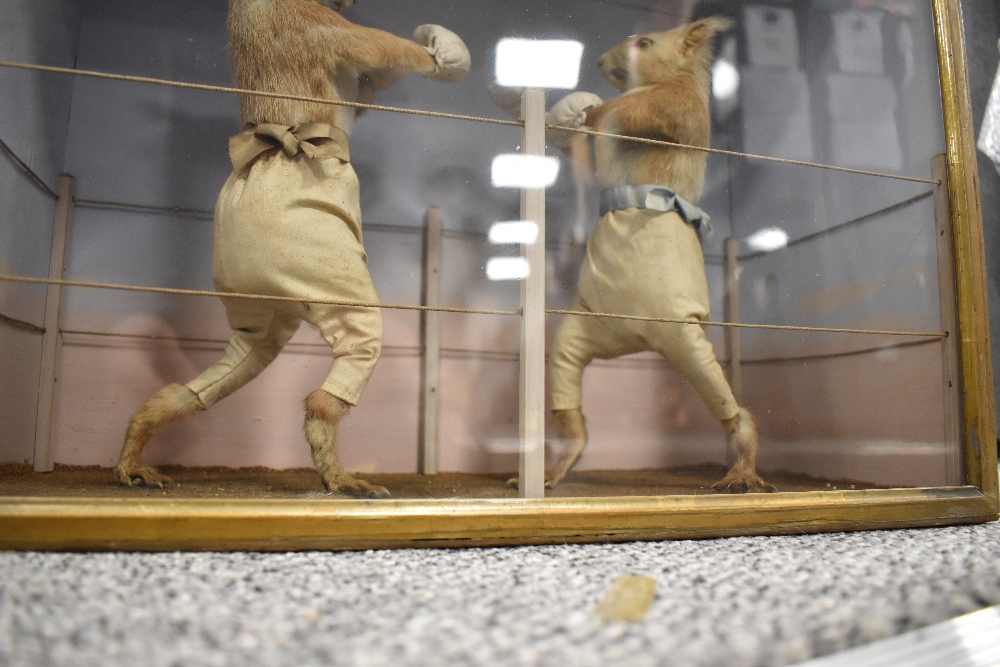 A mid Victorian circa 1850's anthropomorphic taxidermy study of two Red Squirrels having a boxing - Image 10 of 11