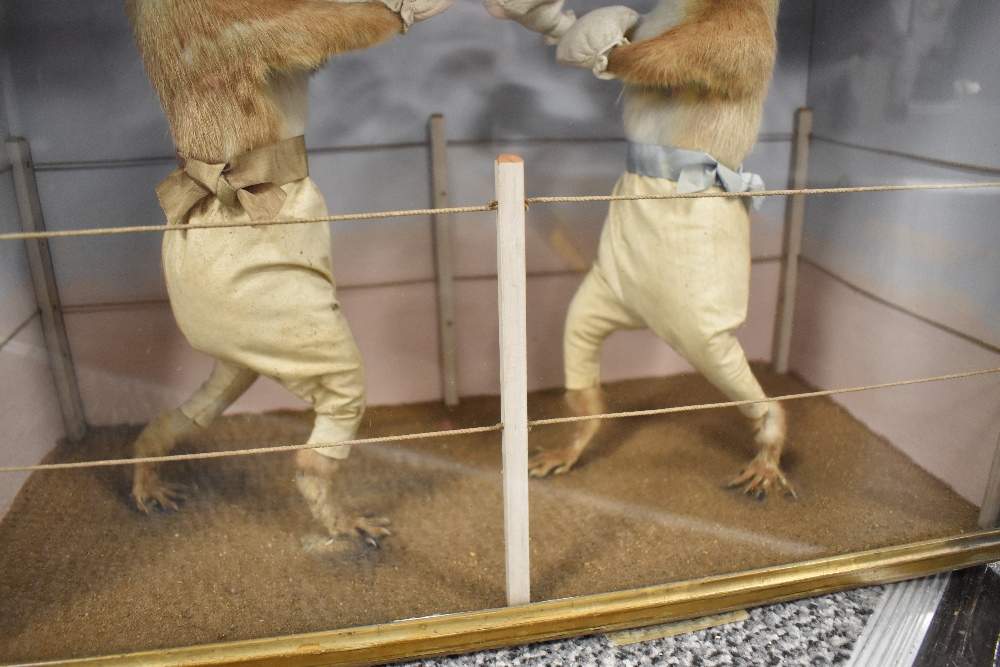 A mid Victorian circa 1850's anthropomorphic taxidermy study of two Red Squirrels having a boxing - Image 6 of 11