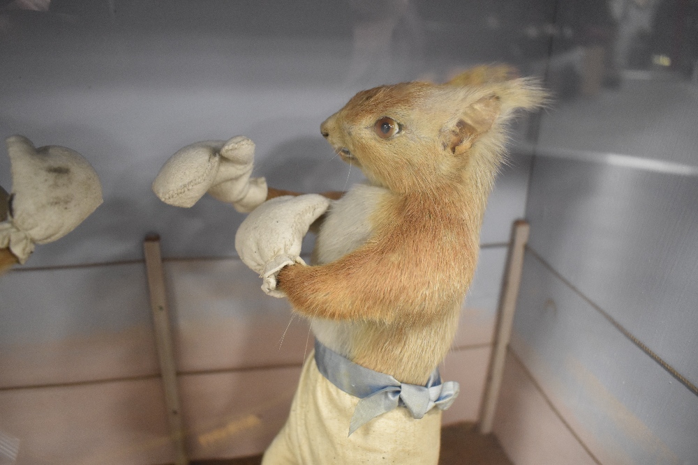 A mid Victorian circa 1850's anthropomorphic taxidermy study of two Red Squirrels having a boxing - Image 5 of 11