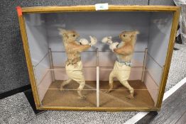 A mid Victorian circa 1850's anthropomorphic taxidermy study of two Red Squirrels having a boxing