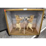 A mid Victorian circa 1850's anthropomorphic taxidermy study of two Red Squirrels having a boxing