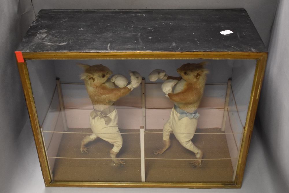 A mid Victorian circa 1850's anthropomorphic taxidermy study of two Red Squirrels having a boxing - Image 2 of 11