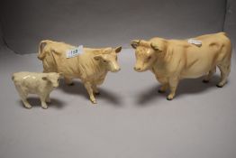 Three Beswick studies, Charolais bull 2463A, cow 3075A and calf 1827B, gloss finish.