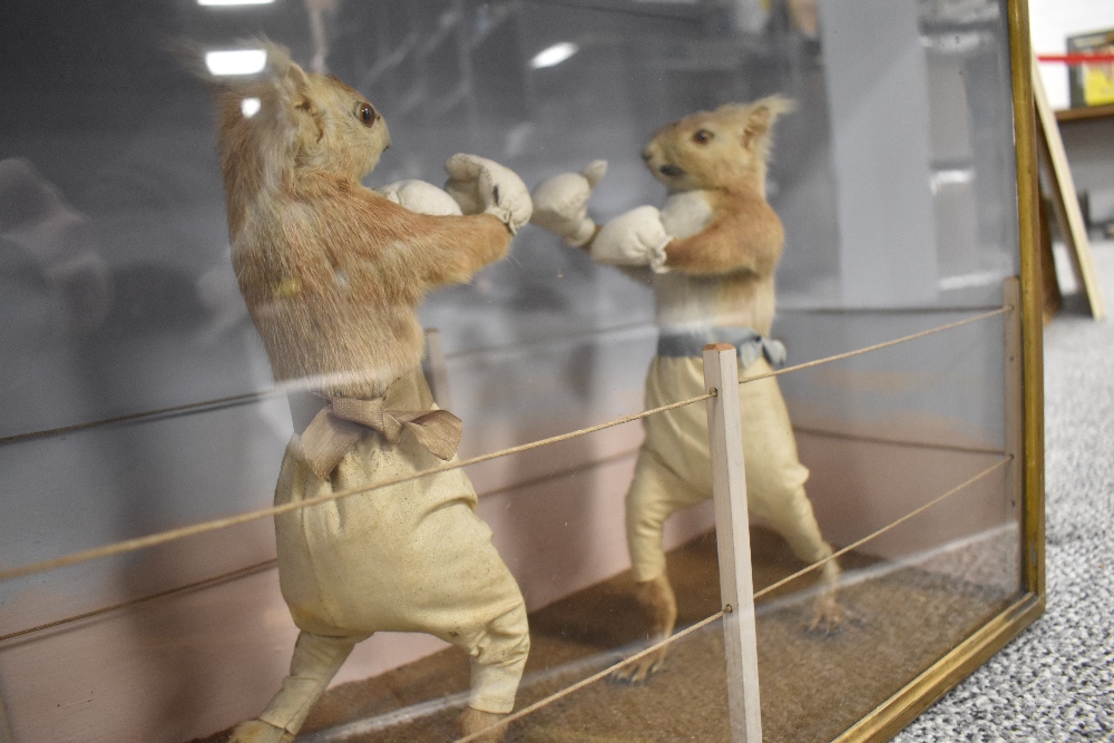 A mid Victorian circa 1850's anthropomorphic taxidermy study of two Red Squirrels having a boxing - Image 11 of 11