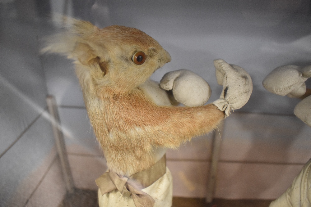 A mid Victorian circa 1850's anthropomorphic taxidermy study of two Red Squirrels having a boxing - Image 4 of 11