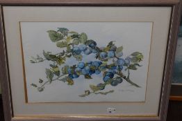 Susan Hoyle, (contemporary), a watercolour, Wild Damsons Llangollen, signed and attributed verso and