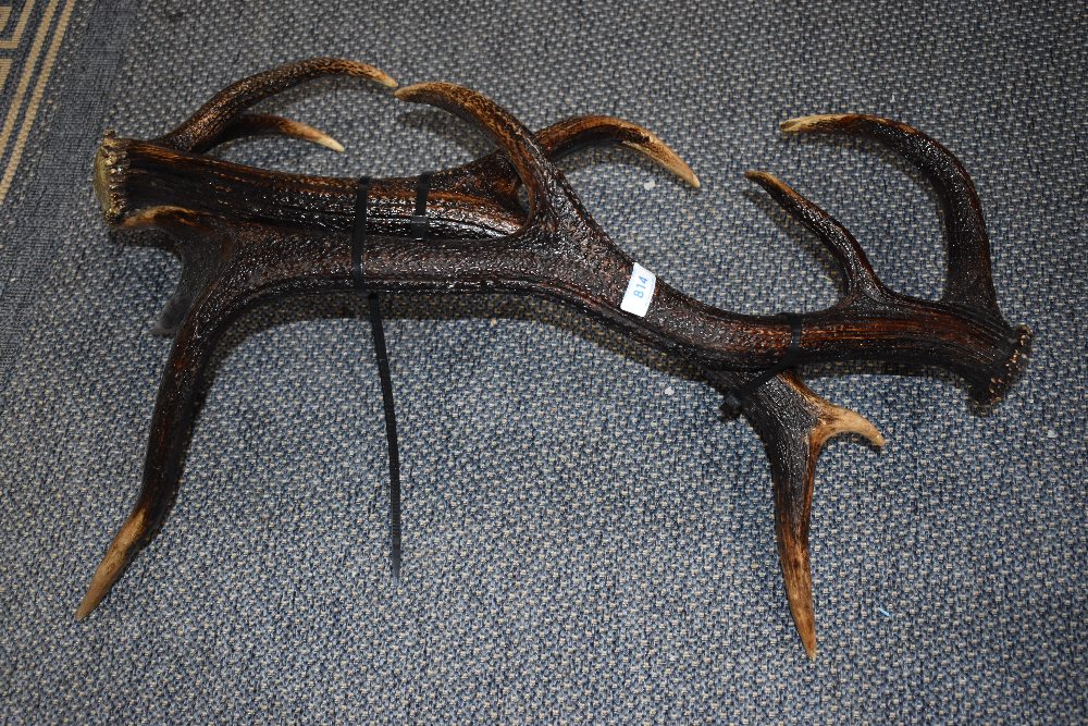 A pair of deer Antlers