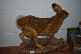 A Taxidermy study of a Hare
