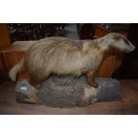 A taxidermy mounted Badger stood on a log