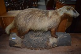 A taxidermy mounted Badger stood on a log