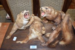 A taxidermy study of two Mink or polecats fighting