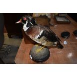 A taxidermy study of a duck stood on a rock