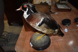 A taxidermy study of a duck stood on a rock