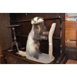 A taxidermy study of a badger standing