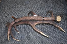 A pair of deer Antlers