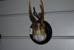 A small pair of antlers mounted