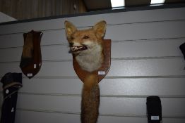 A taxidermy mounted fox mask and brush