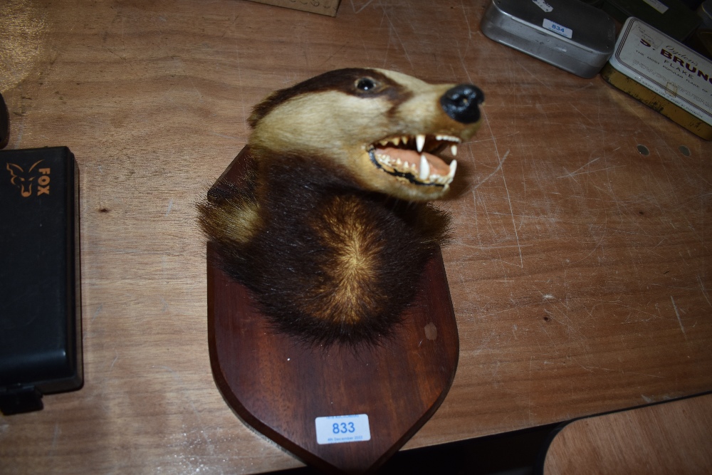 A Taxidermy study of a mounted Badgers mask - Image 2 of 2