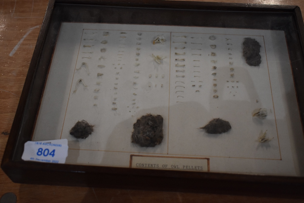 A display case containing a catalogued contents of an owl pellet