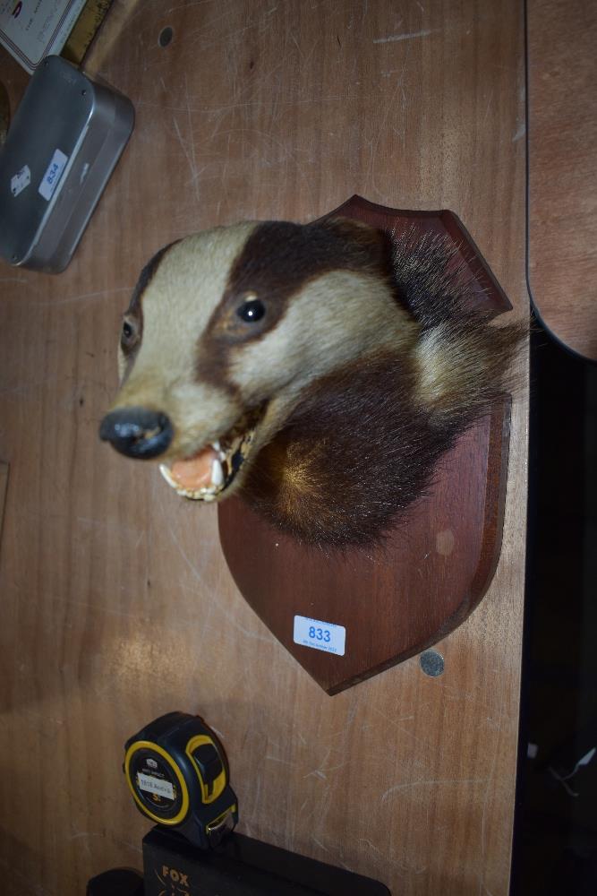 A Taxidermy study of a mounted Badgers mask