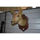 A taxidermy study Roe deer mounted head