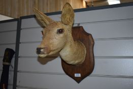 A taxidermy study Roe deer mounted head