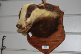 A taxidermy study mounted Badger mask