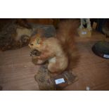 A taxidermy study of a Red squirrel sat on a stump