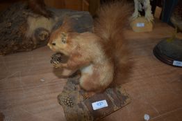 A taxidermy study of a Red squirrel sat on a stump