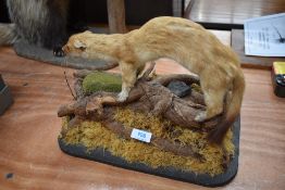 A taxidermy study of a stoat standing on a log