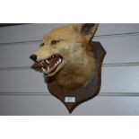 A taxidermy mounted fox mask