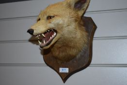 A taxidermy mounted fox mask