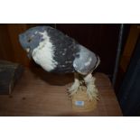 A taxidermy study of a pigeon known as a Tippler or Tumbler mounted